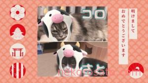 【一人暮らしで猫2匹】猫と1年暮らして想像の暮らしと違ったこと