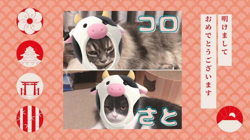 【一人暮らしで猫2匹】猫と1年暮らして想像の暮らしと違ったこと