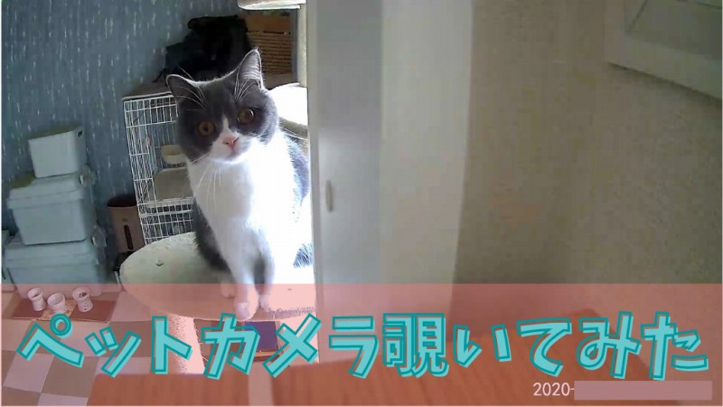 ペットカメラに映る猫がかわいすぎ おすすめカメラにどう映るか紹介 ねこひとぐらし