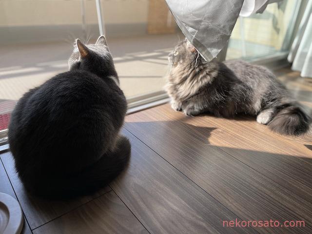 窓の外を眺めるのが好きな猫2匹