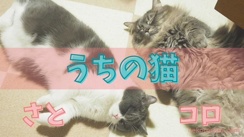 【うちの猫】コロ(マンチカン)とさと(ブリティッシュショートヘア)