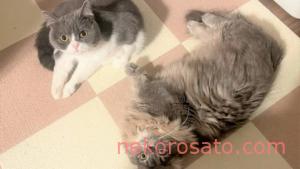 猫の日って何月何日? 2月17日は「World Cat Day」