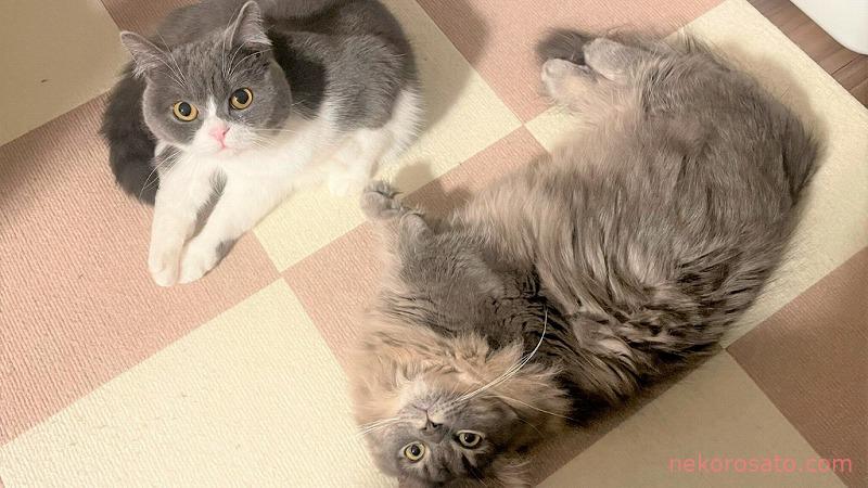 猫の日って何月何日? 2月17日は「World Cat Day」