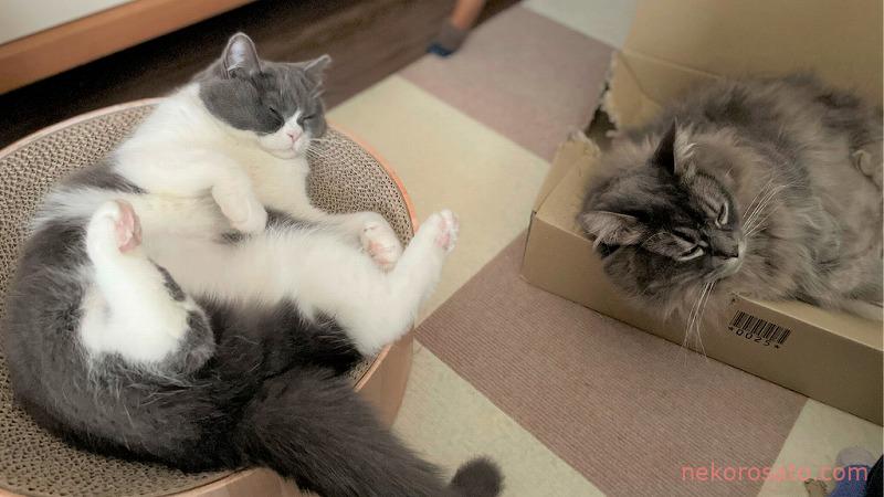 【猫2匹と一人暮らし】たくさんの幸せとよかったこと、少しの困ったこと