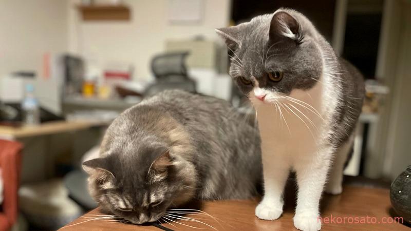猫2匹暮らしに必要な1カ月の費用はどれぐらい?