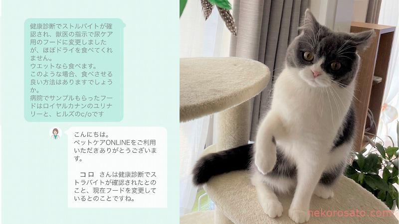 【体験談】「いぬ・ねこのきもち ペットケアONLINE」で尿ケアフード切り替え相談をしてみた