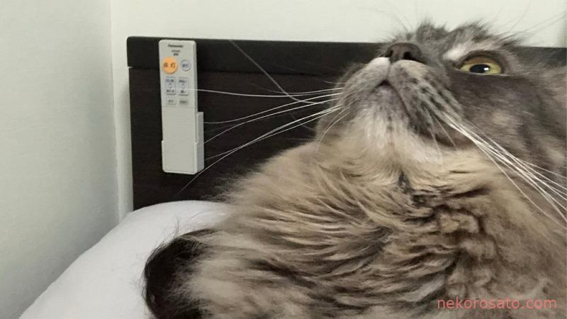 猫飼いにオーダーメイド枕は「猫に小判」かもしれない件