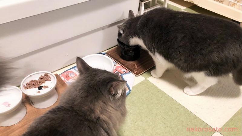 【ニュートロ デイリーディッシュ】うちの猫の味評価ランキング