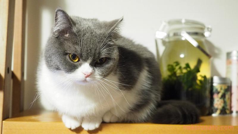 【うちの猫】猫の表情がコロコロ変わってかわいすぎるのです