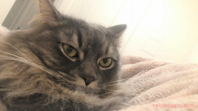 猫暮らし春夏秋冬の電気代・ガス代公開 エアコンの季節はどれぐらい変わる?