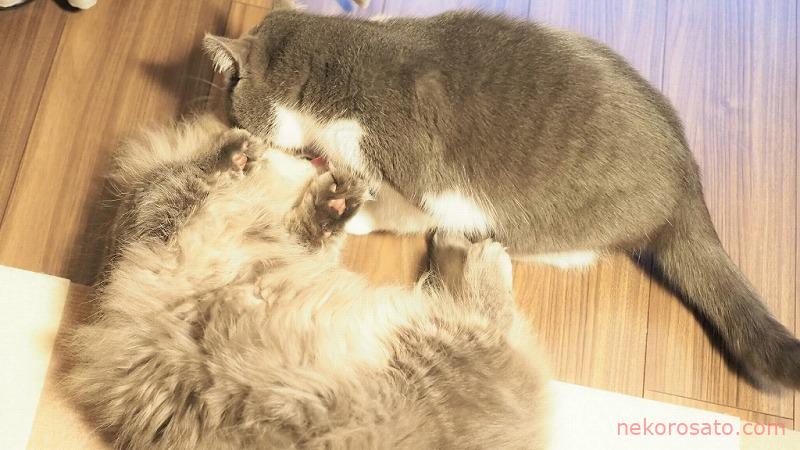 【うちの猫】1月もかわいい!初めての雪やこんこ