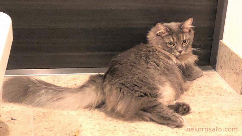 自動給水器 ピュアクリスタル セラミックス で猫の水飲み回数が増えた ねこひとぐらし 自動給水器 ピュアクリスタル セラミックス で猫の水飲み回数が増えた ねこひとぐらし