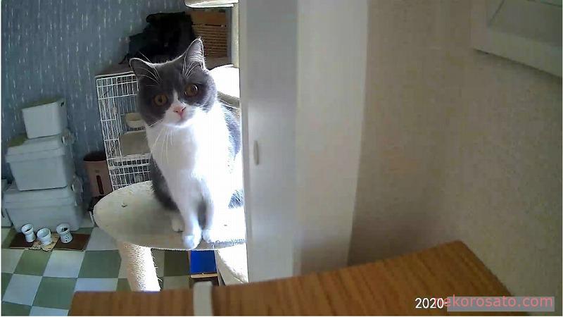 ペットカメラに映る猫がかわいすぎ! おすすめカメラにどう映るか紹介