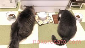 うちの猫のごはん催促は1日3回 正確な腹時計で飼い主にもメリハリ