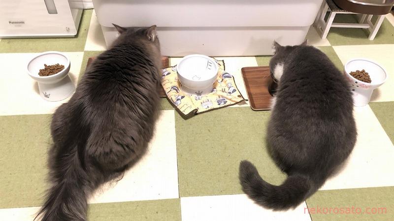 うちの猫のごはん催促は1日3回 正確な腹時計で飼い主にもメリハリ