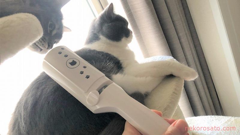 猫グッズについた抜け毛掃除におすすめ!猫壱・抜け毛取りワイパー【レビュー】