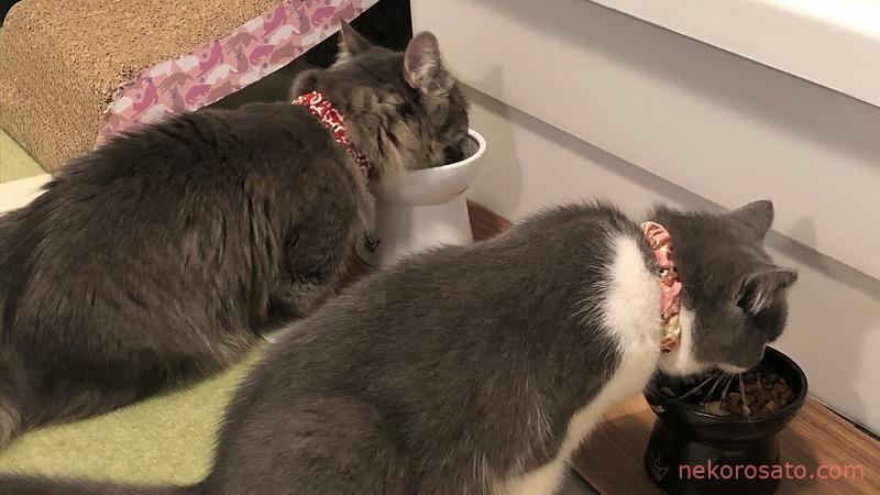 【子猫用】うちのコも大好き!おすすめキャットフードBEST4