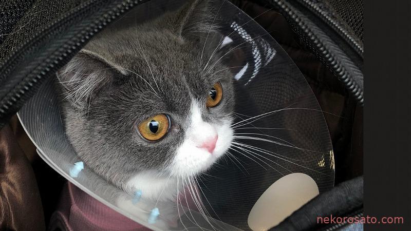【猫2匹飼いでの避妊手術】どんな手術?傷跡は?費用は?うちのコ体験談