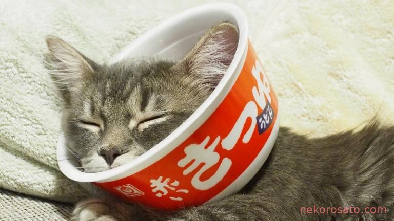 猫のエリザベスカラーはカップ麺容器がおすすめ 手作りカラーで代用です ねこひとぐらし