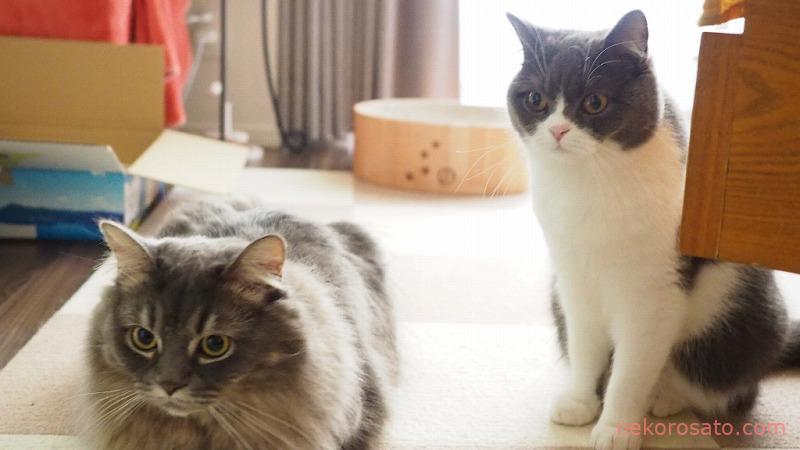 【うちの猫】2021年お正月のコロ&さと写真集