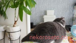 観葉植物のある部屋での猫暮らしは危険? 我が家の置き方紹介