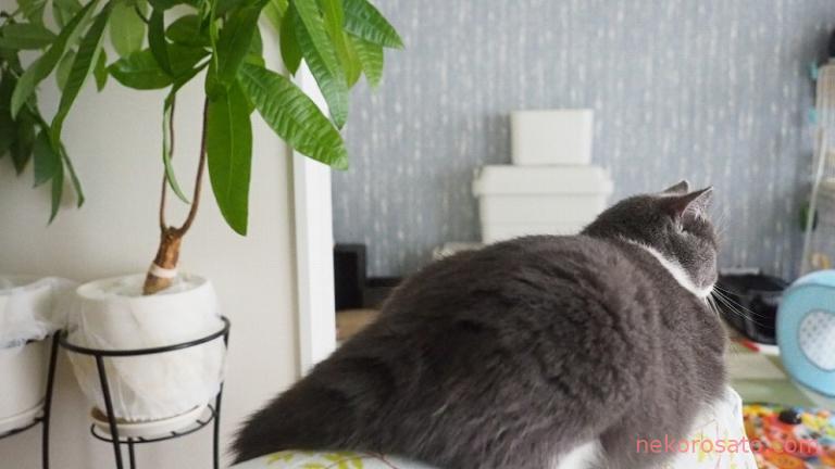 観葉植物のある部屋での猫暮らしは危険 我が家の置き方紹介 ねこひとぐらし