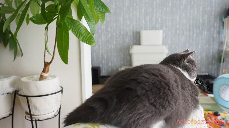 観葉植物のある部屋での猫暮らしは危険？　我が家の置き方紹介