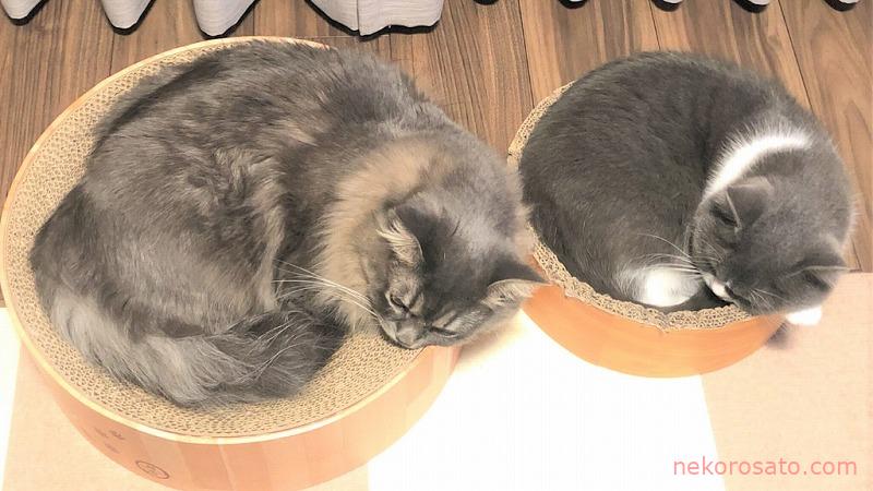 【猫2匹暮らし】最初の1年でかかった費用はどれくらい?