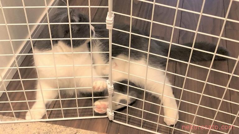 脱走防止 玄関用ペットゲートを100均材料で手作り 作り方を公開 ねこひとぐらし