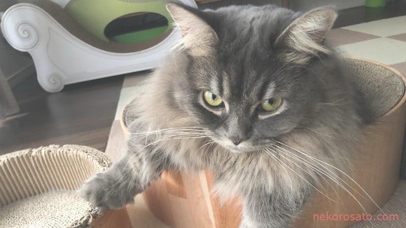 マンチカンってどんな猫 うちのコは性格 超ビビり で体重 重め です ねこひとぐらし マンチカンってどんな猫 うちのコは性格 超ビビり で体重 重め です ねこひとぐらし