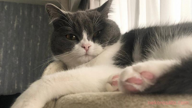 ブリティッシュショートヘアってどんな猫? うちのコは「超おてんば」です