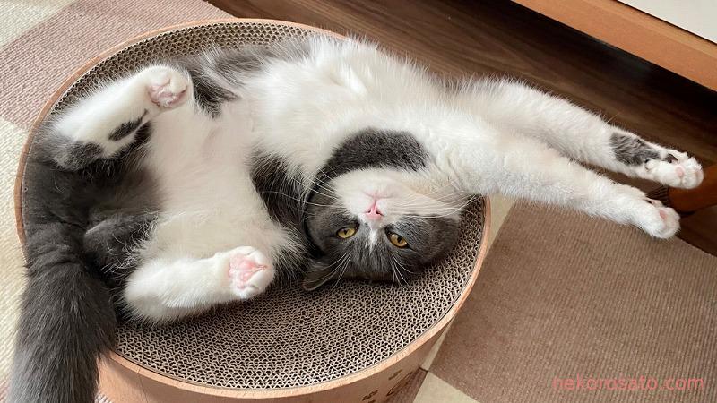 ニャンモナイトから猫の開きに