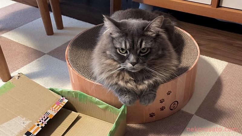 【うちの猫】段ボールへの愛情はうつろいやすい
