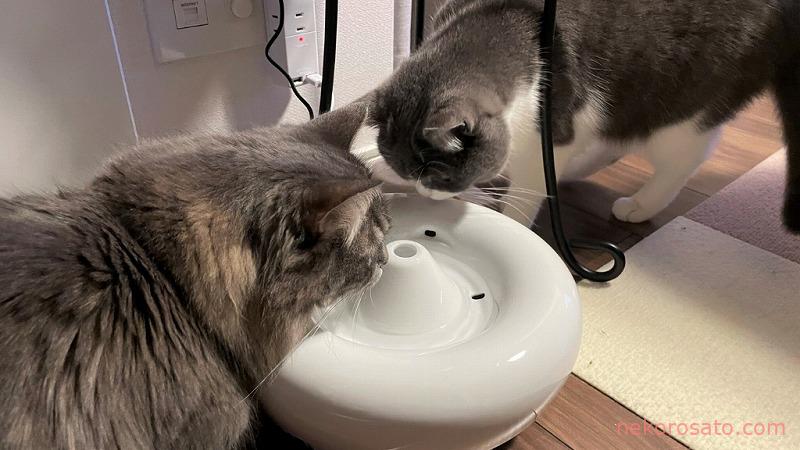 自動給水器 ピュアクリスタル セラミックス で猫の水飲み回数が増えた ねこひとぐらし