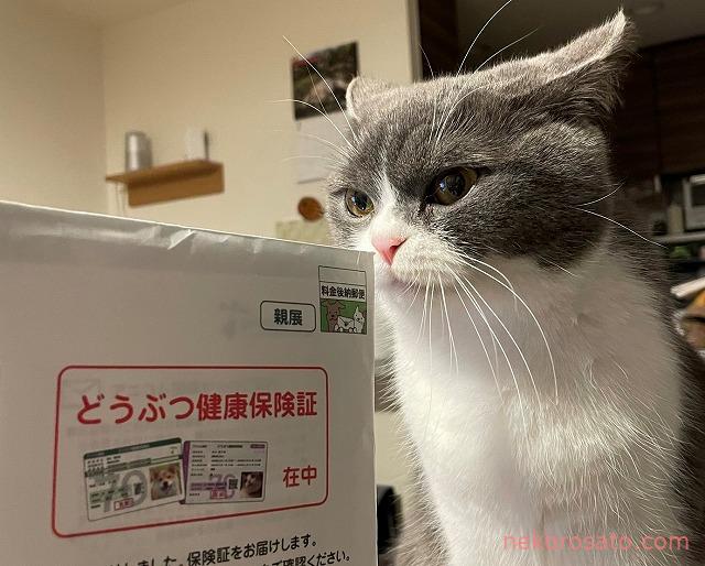 猫のペット保険は必要？ 病院通いの多かった1～3月の保険金返金額を 