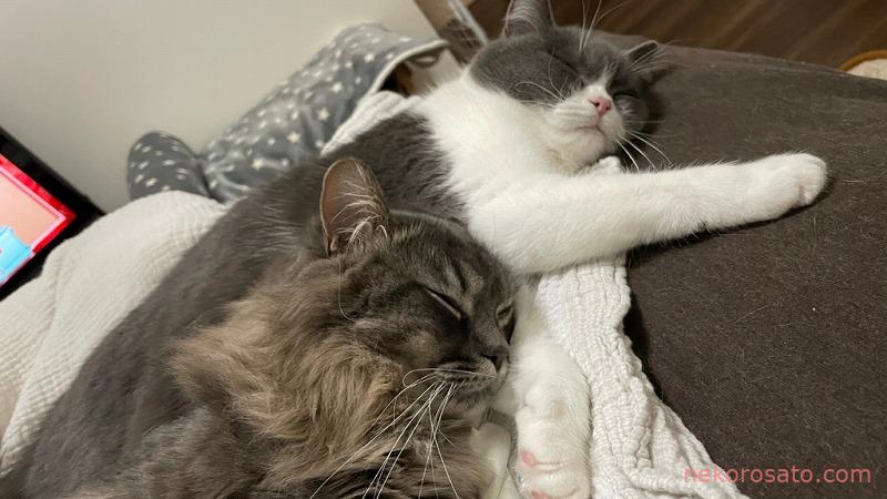 療法食切り替えて2カ月目の尿検査