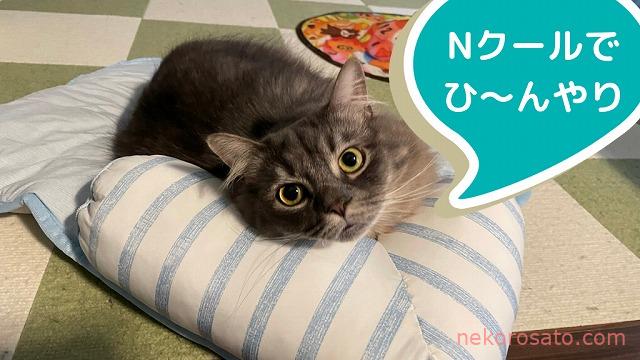 Nクールのペットベッドで猫もひんやり快適睡眠zzz