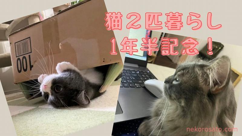 猫2匹飼いも1年半! コロ・さとも日々進化&性格変化中です