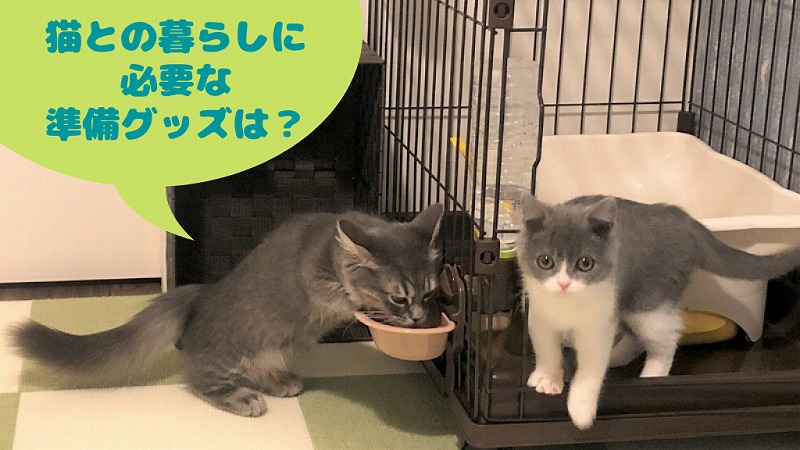 【はじめて猫を迎える前に】必須準備グッズ6+あるといい6を紹介(経験談)