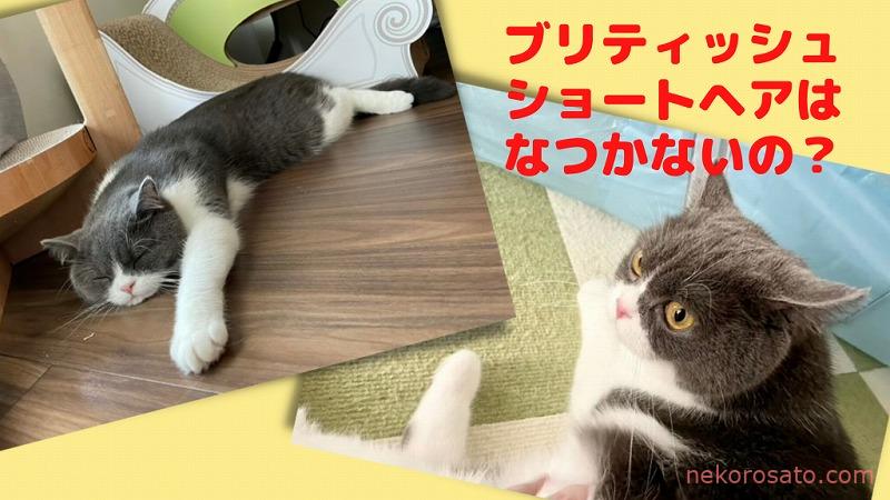 ブリティッシュショートヘアはなつかない性格 そんなことないし かわいいのだ ねこひとぐらし