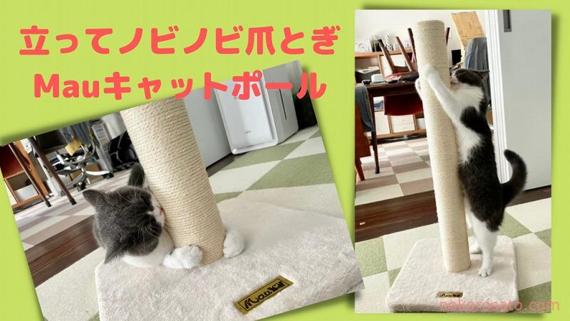 Mau爪とぎキャットポールで、立ったまま猫がノビノビガリガリ！｜口コミ