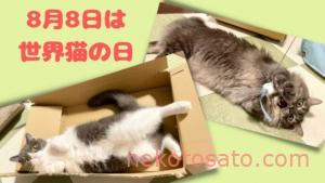 8月8日は「世界猫の日」全猫に幸あれ! International Cat Day