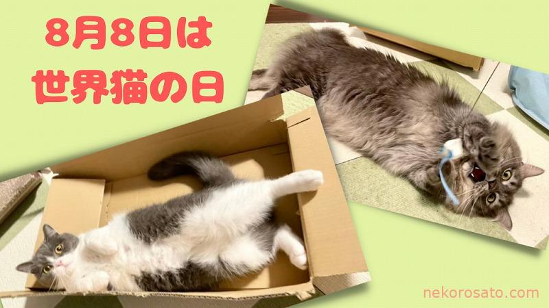 8月8日は「世界猫の日」全猫に幸あれ! International Cat Day