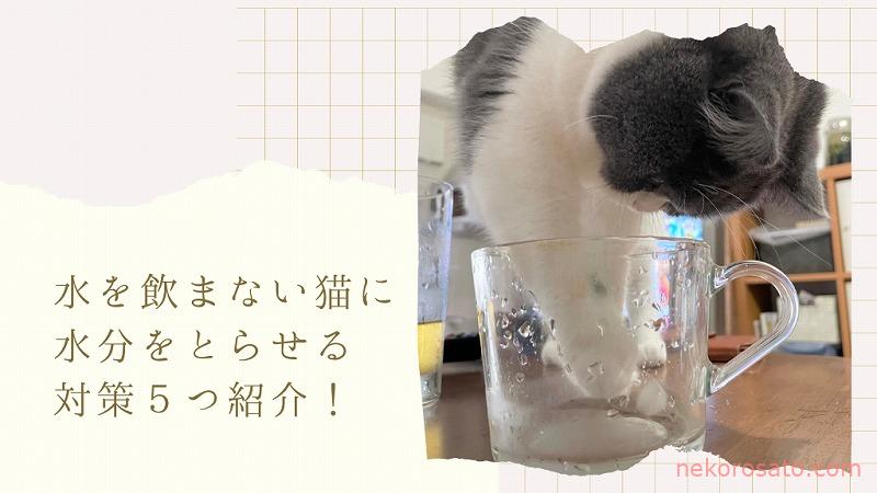 猫が水を飲まない！？うちの猫に水分とらせるための対策５つ紹介！