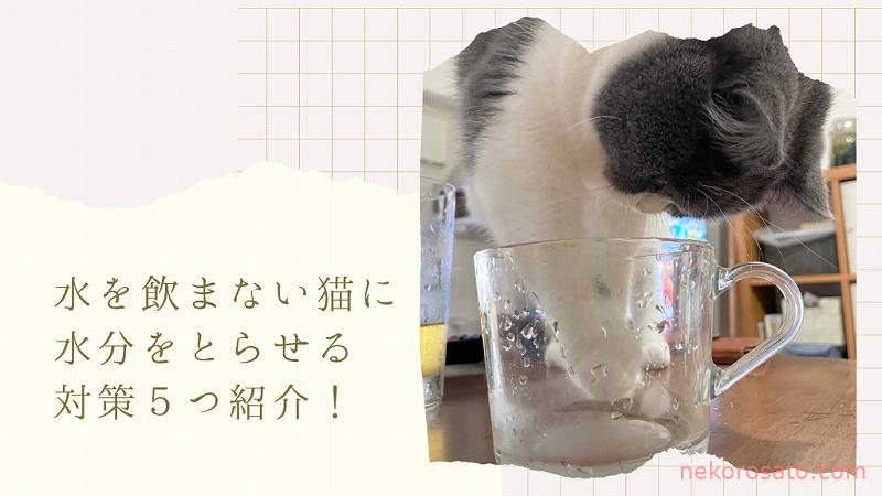 猫が水を飲まない!?うちの猫に水分とらせるための対策5つ紹介!