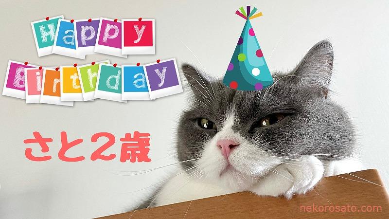 【うちの猫】さと2歳のハッピーバースデー!!