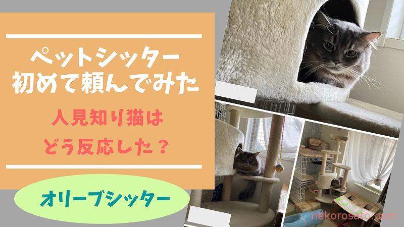 【評判通り?】オリーブシッターに人見知り猫のペットシッターを依頼してみた!