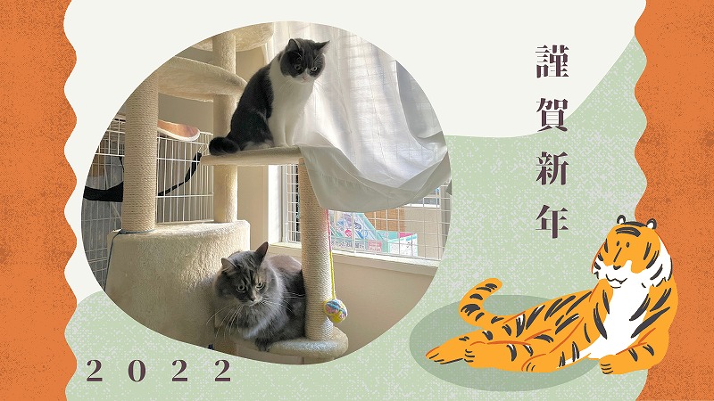 あけおめ2022!猫と過ごす3回目のお正月はまったり幸せ