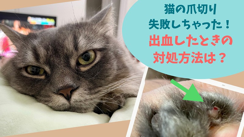 猫の爪切り失敗で出血しても慌てずに！止血の対処法をまとめました